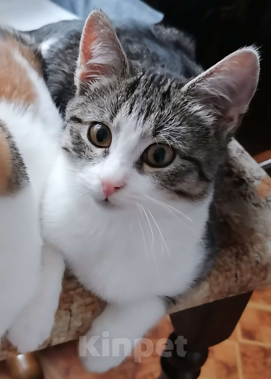 Кошки в Москве: Котенок мальчик в добрые руки Мальчик, Бесплатно - фото 1