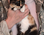 Кошки в Мытищах: Хеппи 3 мес ищет дом Девочка, Бесплатно - фото 2