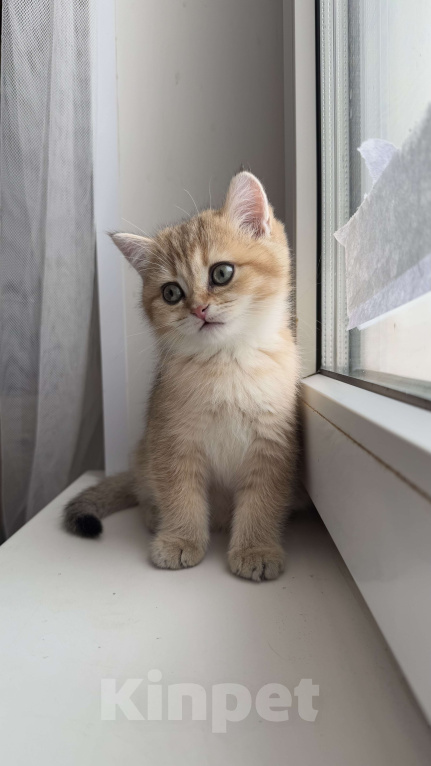 Кошки в Москве: Шотландская прямоухая девочка Девочка, 30 000 руб. - фото 3