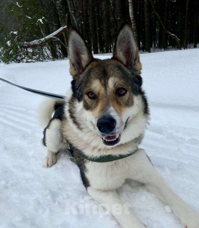 Собаки в Королеве: Лорд- пес для мужчин Мальчик, Бесплатно - фото 1