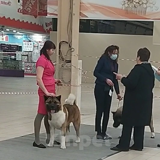 Собаки в Кемерово: Кобель для вязки Мальчик, 30 000 руб. - фото 2