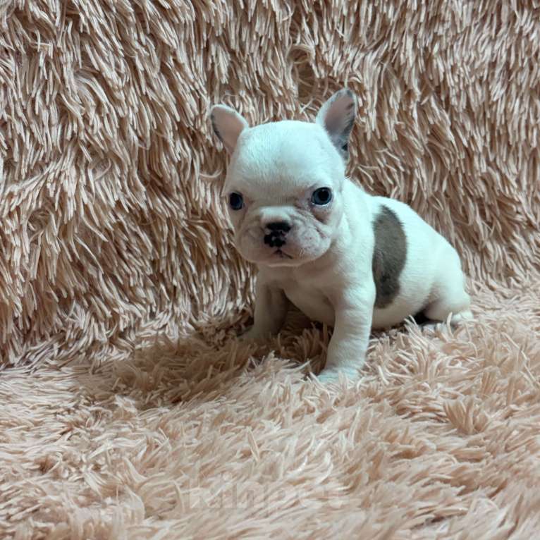 Собаки в Туле: Французский бульдог Мальчик, 25 000 руб. - фото 5