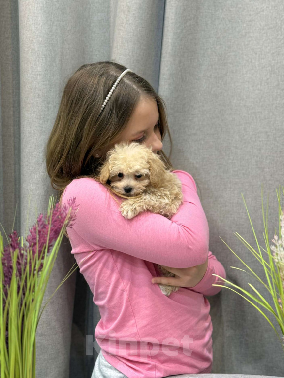 Собаки в Москве: Мальтипу мальчик 1 Мальчик, 150 000 руб. - фото 2