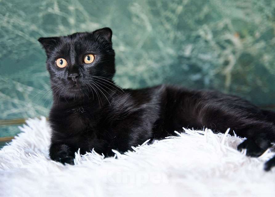 Кошки в Москве: Роскошный черный котик-подросток Марио, метис шотландской вислоухой ищет дом Мальчик, Бесплатно - фото 1