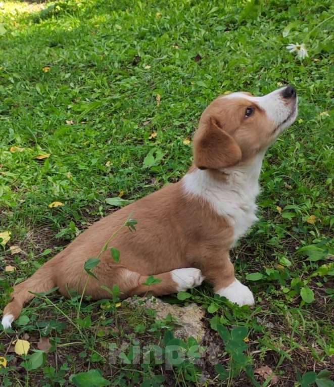 Собаки в Екатеринбурге: Щенки Корги Кардиган  Девочка, Бесплатно - фото 2