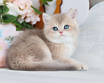 Кошки в Владивостоке: Милый британский котенок Мальчик, 80 000 руб. - фото 5