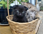 Кошки в Севастополе: Котята Разнополые, Бесплатно - фото 1