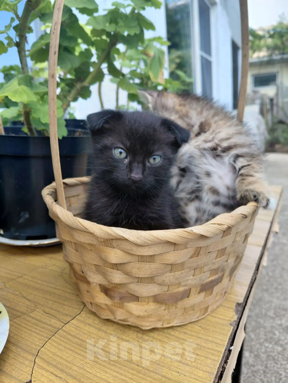 Кошки в Севастополе: Котята Разнополые, Бесплатно - фото 1