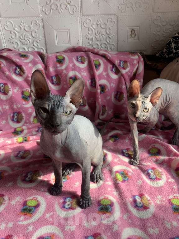 Кошки в Москве: Предлагаю котика Донского сфинкса  Мальчик, 45 000 руб. - фото 8