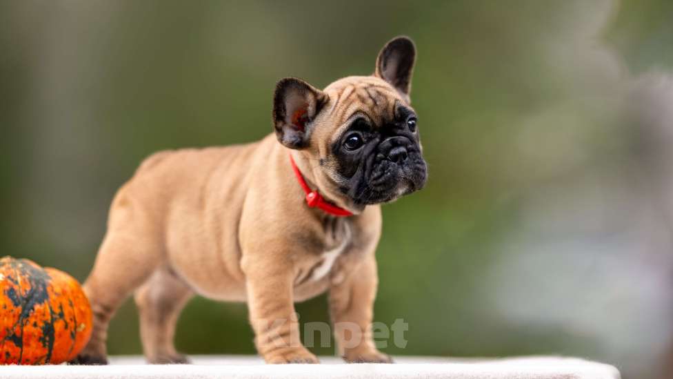 Собаки в Москве: Щенок французского бульдога Девочка, Бесплатно - фото 3