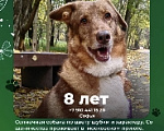 Собаки в Москве: Кутя, девочка, 9 лет Девочка, Бесплатно - фото 9