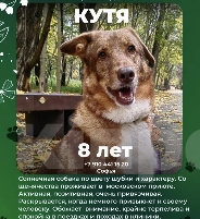 Собаки в Москве: Кутя, девочка, 9 лет Девочка, Бесплатно - фото 9