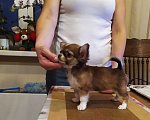 Собаки в Москве: Кукольная дш красавица чихуахуа  Девочка, 60 000 руб. - фото 6