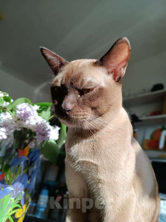 Кошки в Ростове-на-Дону: Котик европейской Бурмы в Брид  Мальчик, Бесплатно - фото 2