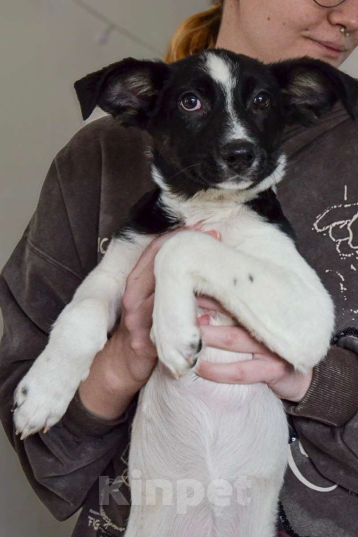 Собаки в Волгограде: Грейс ищет дом Девочка, Бесплатно - фото 2