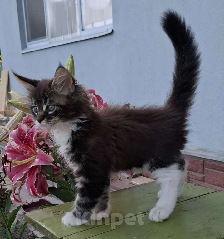 Кошки в Санкт-Петербурге: Мальчик мейн кун Мальчик, Бесплатно - фото 3