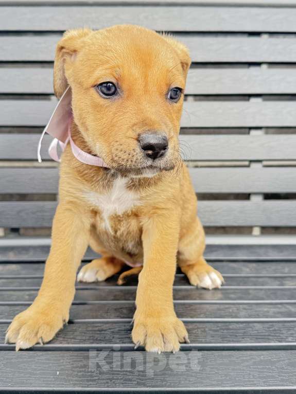 Собаки в других городах Калининградской области: Волга Девочка, Бесплатно - фото 5