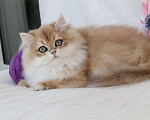 Кошки в Москве: Длинношерстный котенок. Красивый мальчик Мальчик, 100 000 руб. - фото 4