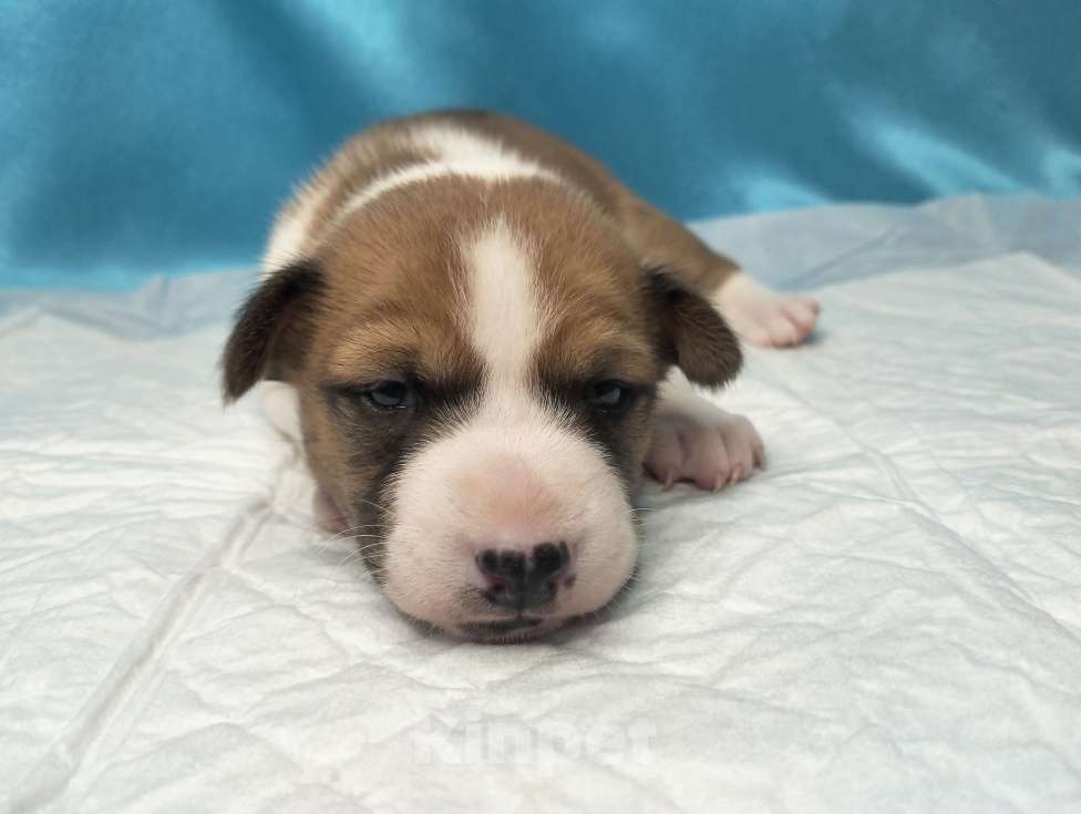 Собаки в Москве: Щенок басенджи рыже белый Мальчик, 50 000 руб. - фото 2