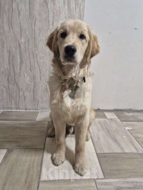 Собаки в Нижнем Новгороде: Золотистый ретривер щенок  Мальчик, 50 000 руб. - фото 5