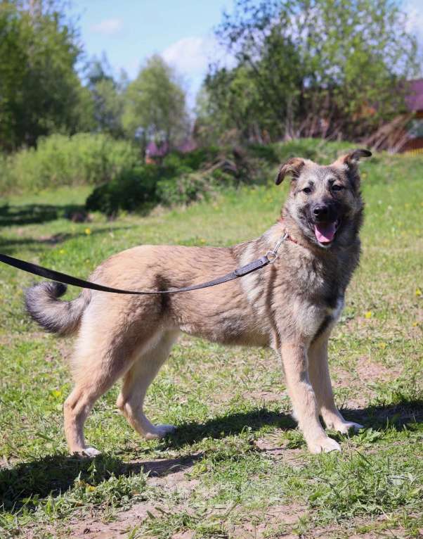 Собаки в Подольске: Молли нужен дом  Девочка, Бесплатно - фото 2