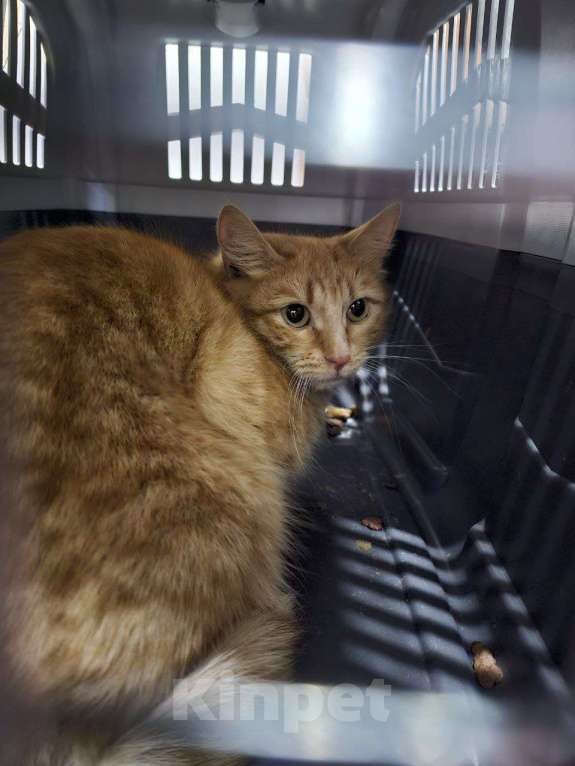 Кошки в Москве: Кошечка в добрые руки Девочка, Бесплатно - фото 3