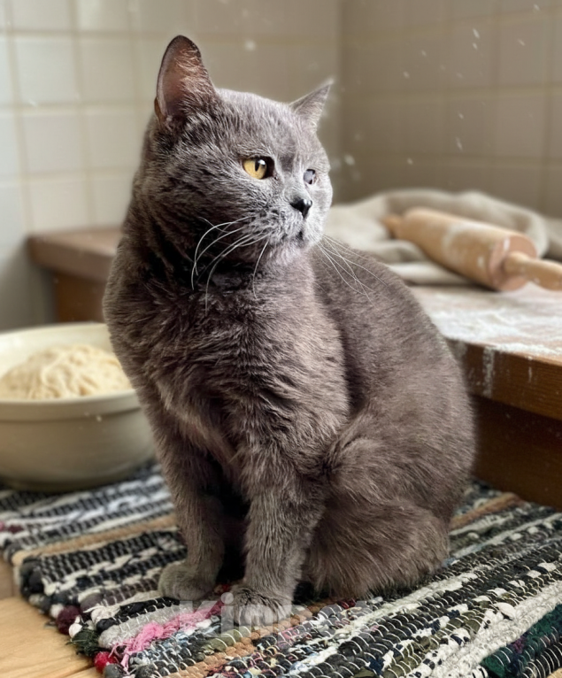 Кошки в Москве: Буся- бабуся кошка Девочка, Бесплатно - фото 5