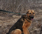 Собаки в Ногинске: Квейл ждет свою семью в приюте Мальчик, Бесплатно - фото 5