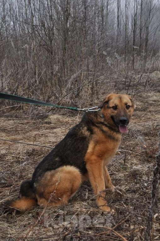 Собаки в Ногинске: Квейл ждет свою семью в приюте Мальчик, Бесплатно - фото 5