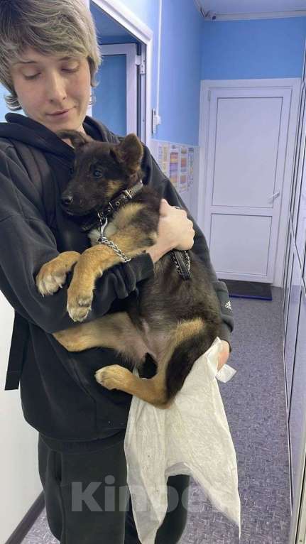 Собаки в Москве: Малышка Аврора  Девочка, 5 руб. - фото 4