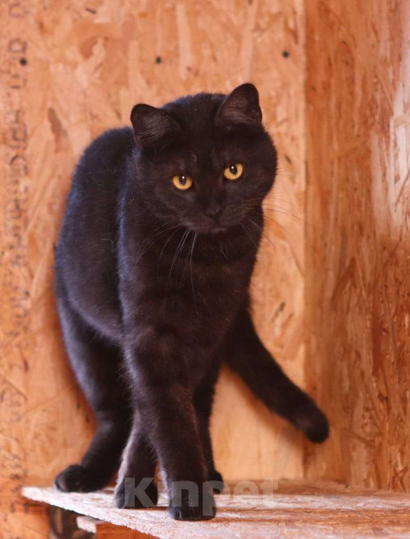 Кошки в Москве: Котик Тимоша в поисках семьи Мальчик, Бесплатно - фото 2