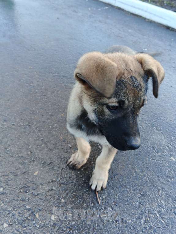 Собаки в Самаре: Отдам бесплатно  Девочка, Бесплатно - фото 2