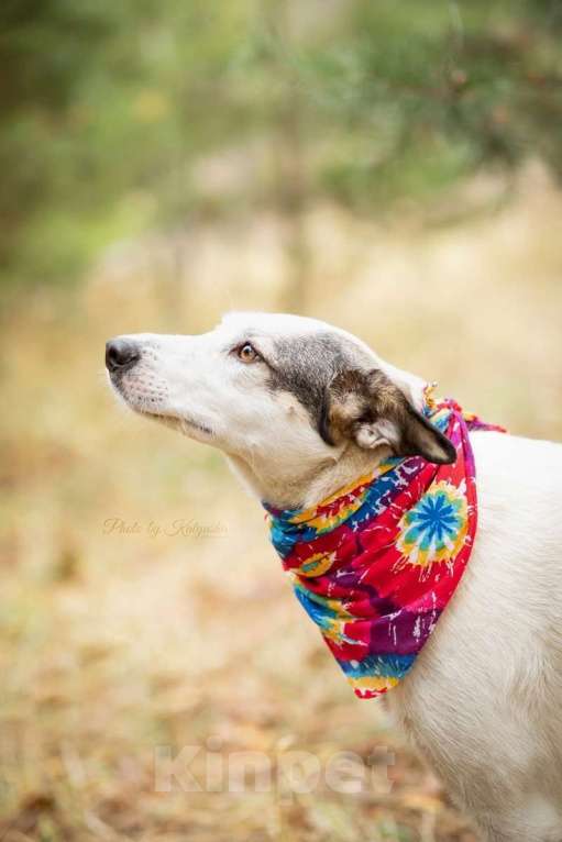 Собаки в Москве: Нежную Беллу хотели утопить в гудроне Девочка, 1 руб. - фото 2