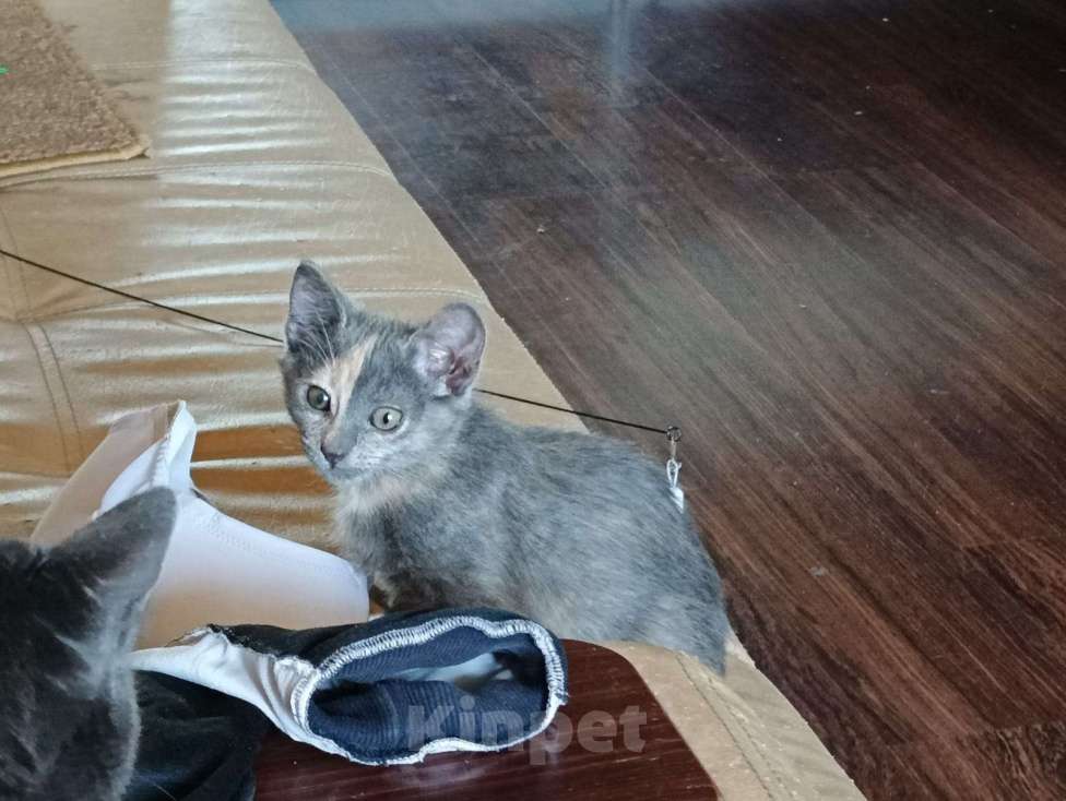 Кошки в других городах Московской области: Малышка Ника в добрые руки Девочка, Бесплатно - фото 6