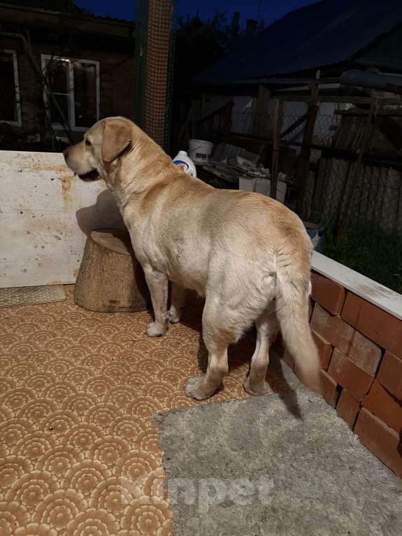 Собаки в Краснодаре: Найдена собака! Ищу хозяев старых или новых🙏🏻 Мальчик, Бесплатно - фото 4