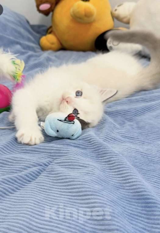 Кошки в Нижнем Новгороде: Рэгдолл малышки для Вас Девочка, 37 000 руб. - фото 2