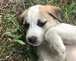 Собаки в Владикавказе: Отдам в добрые руки  Девочка, Бесплатно - фото 1