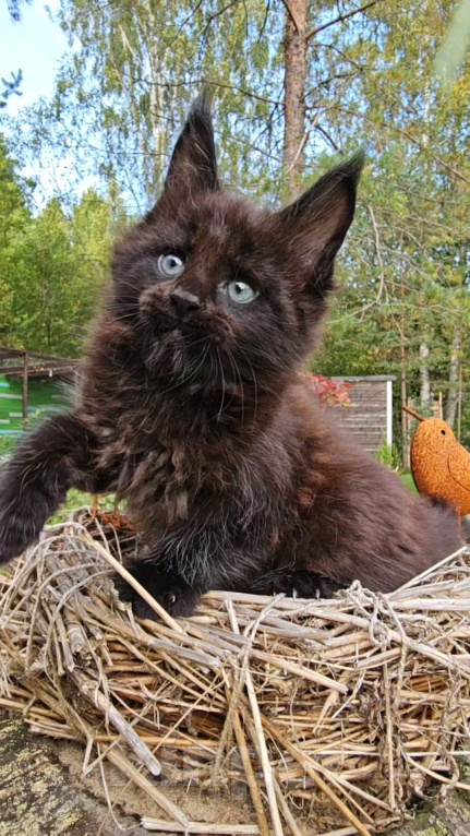 Кошки в Выборге: Черный котенок мейн-кун Мальчик, 80 000 руб. - фото 9