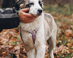Собаки в Москве: Ювента - девочка, 2 месяца, ищет дом Девочка, Бесплатно - фото 4