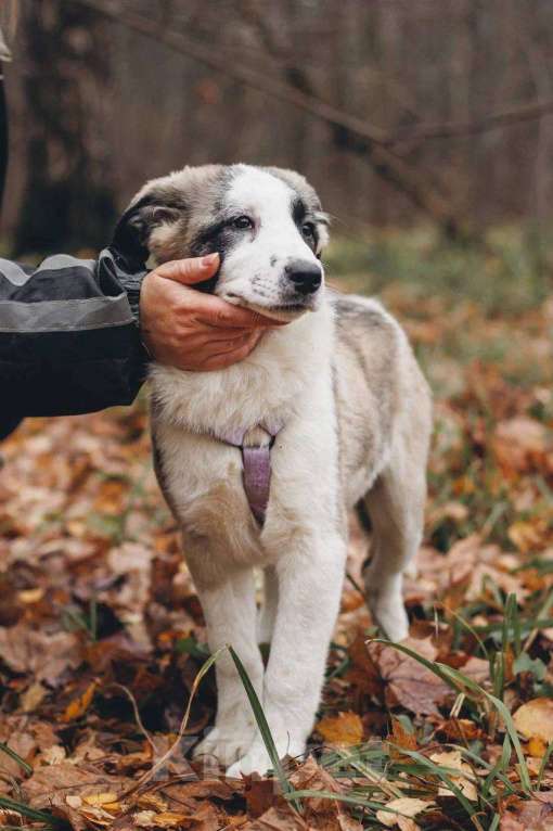 Собаки в Москве: Ювента - девочка, 2 месяца, ищет дом Девочка, Бесплатно - фото 4