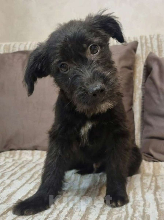 Собаки в Москве: Уголек. Ищет дом, вкусняшки  и хозяйскую руку. Мальчик, Бесплатно - фото 1