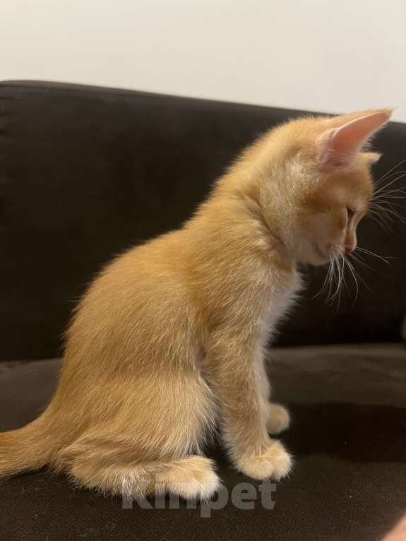 Кошки в Реутове: Шотландский золотая шиншилла прямоухий Мальчик, 20 000 руб. - фото 3