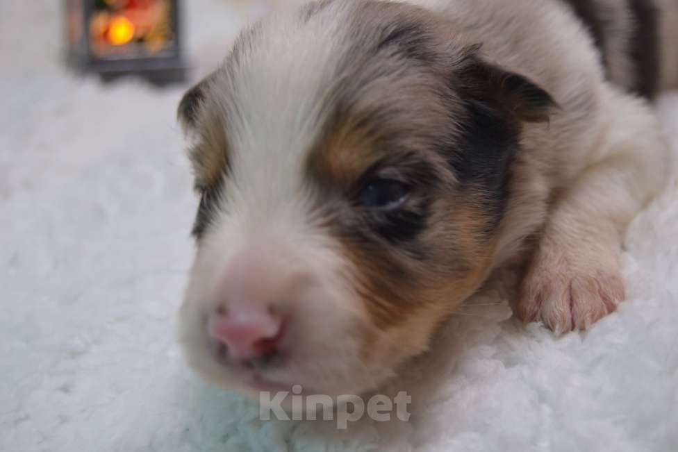 Собаки в Санкт-Петербурге: Бордер Колли  Мальчик, 70 000 руб. - фото 3