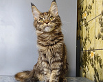 Кошки в Москве: Котёнок Мейн-кун Девочка Девочка, 39 000 руб. - фото 6