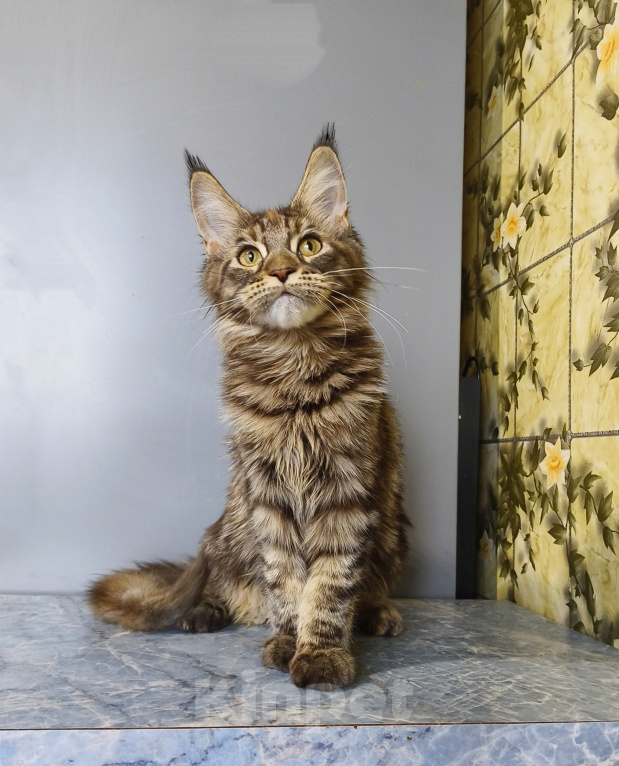 Кошки в Москве: Котёнок Мейн-кун Девочка Девочка, 39 000 руб. - фото 6