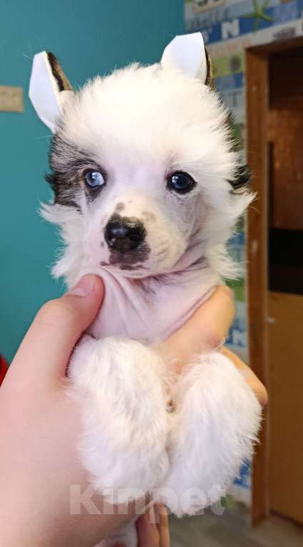 Собаки в Волгограде: Голубоглазый блондин Мальчик, Бесплатно - фото 1