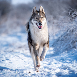 Восточносибирская лайка