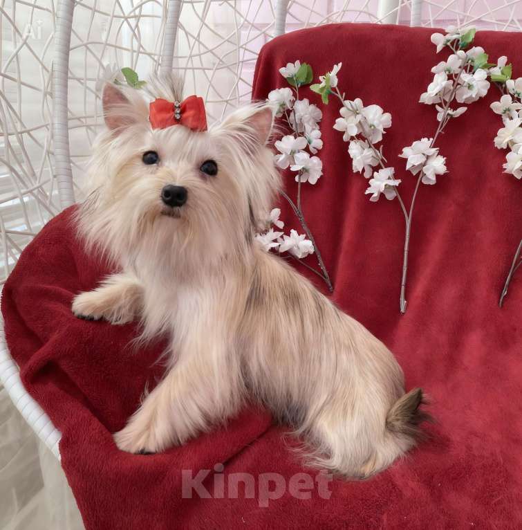 Собаки в Москве: Мини йорк девочка золотая подрощенная Девочка, 80 000 руб. - фото 9