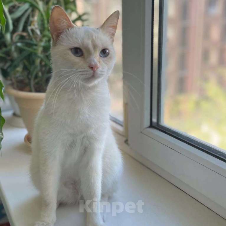 Кошки в Москве: Красивую голубоглазую кошечку нашли на улице Девочка, Бесплатно - фото 3