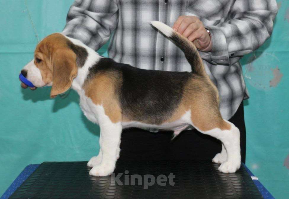 Собаки в Ноябрьске: Щенок бигля Мальчик, Бесплатно - фото 1